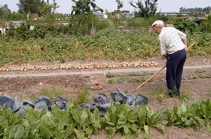 В Госдуму внесли законопроект о налоговых льготах для огородников и садоводов