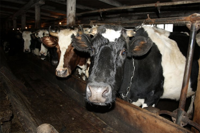 В Подмосковье оштрафовали сельхозпредприятие за нарушения в содержании скота