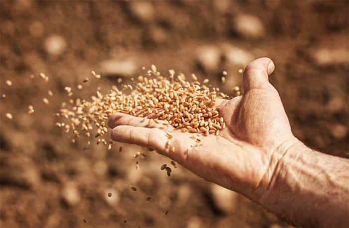 В России создали Союз экспортеров зерна