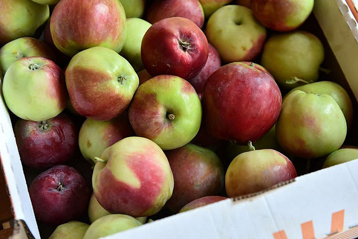 В России запатентовано географическое наименование «Кубанские яблоки»