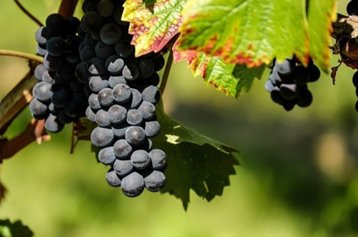 В Севастополе установят «виноградный рекорд»