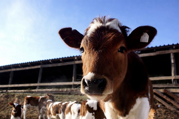 В Тамбовской области открылась новая молочно-товарная ферма