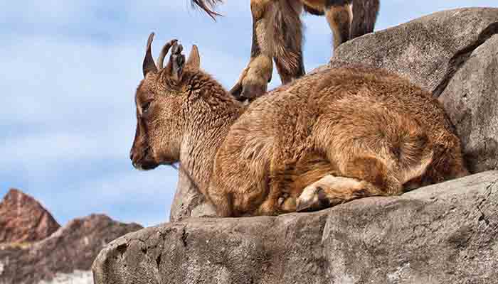 В зоопарке Красноярска посетители закормили козла до смерти
