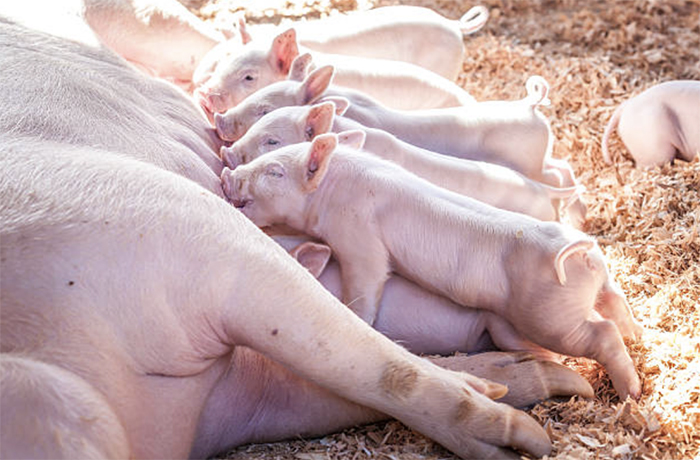 Выращивание и откорм свиней