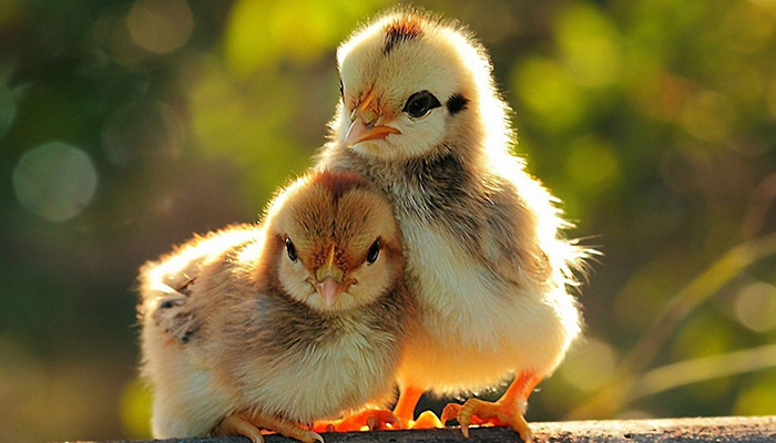 ​Защитники животных и эксперты в Германии спорят об убийстве цыплят