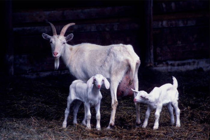 Как организовать кормление козы после козления
