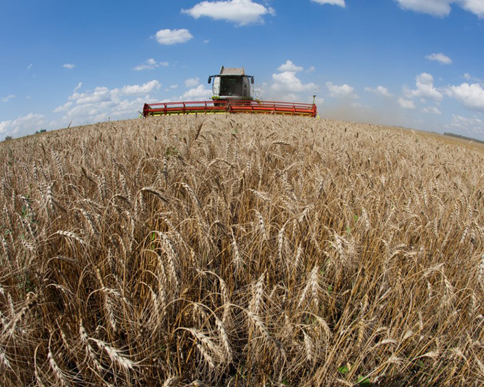Стратегия развития зерновой отрасли потребует 4,4 трлн рублей до 2035 года