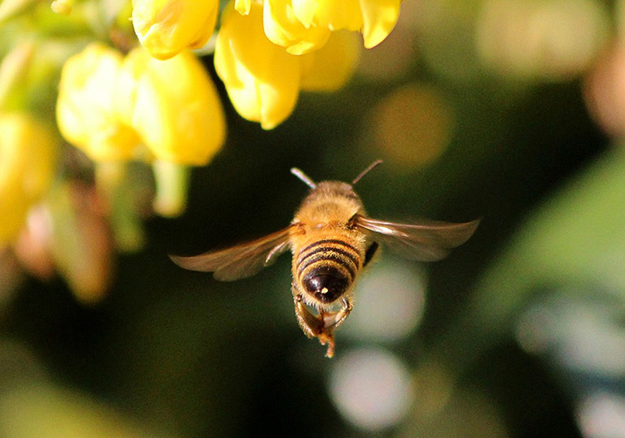 Томские пчеловоды предложили изменить отраслевой закон
