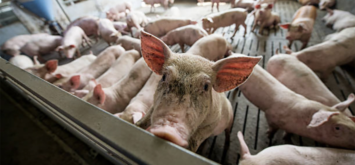 Пять шагов для здорового старта свиней