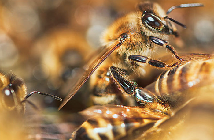 Весенние заботы пчеловода