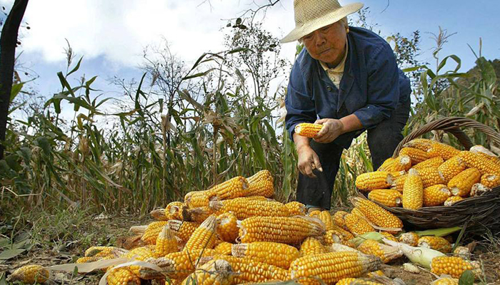 ​В Китае распространяется страшный вредитель кукурузы