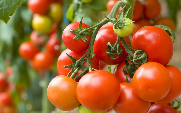 10 ошибок при выращивании томатов