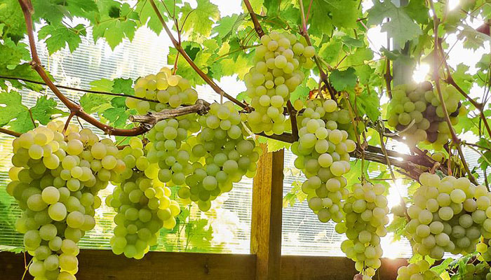 5 самых главных ошибок при выращивании винограда