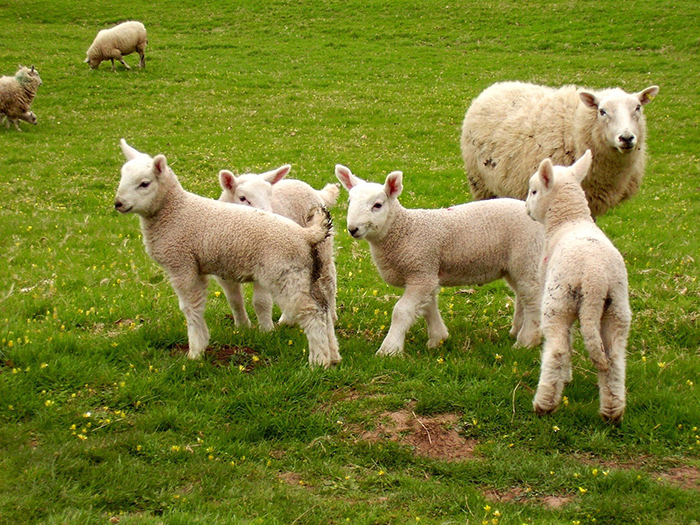 Биологические основы воспроизводства овец