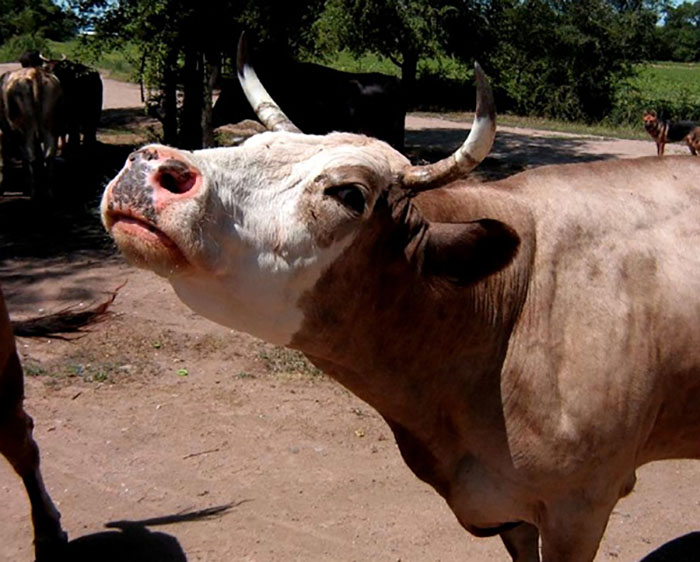 Болезни коров и их лечение