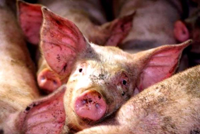 Болезни свиней симптомы лечение