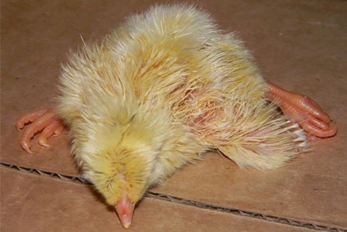 Как лечить цыплят паралич у цыпленка