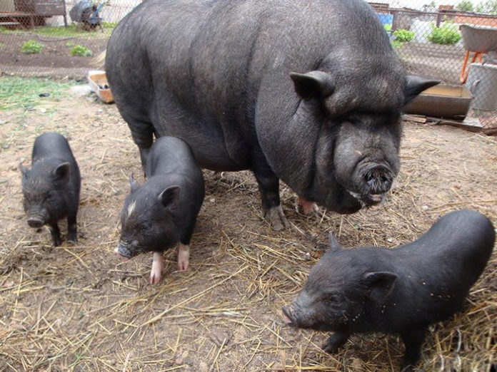 Болезни вьетнамских свиней