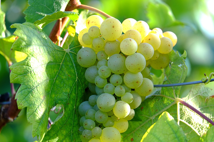 Боремся с болезнями винограда