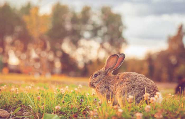 Что необходимо знать при подборе самца кролика для воспроизводства