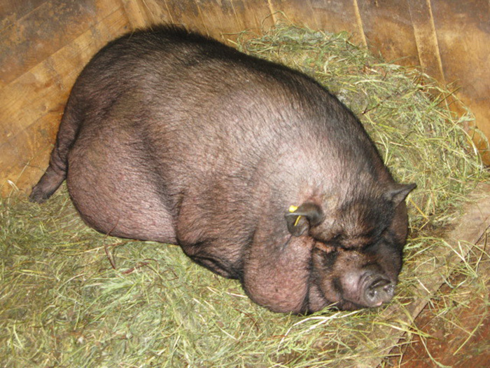 Чума — одна из самых неприятных и опасных болезней для свиней!