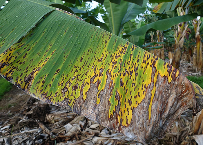 Изменение климата поспособствовало распространению грибкового заболевания бананов