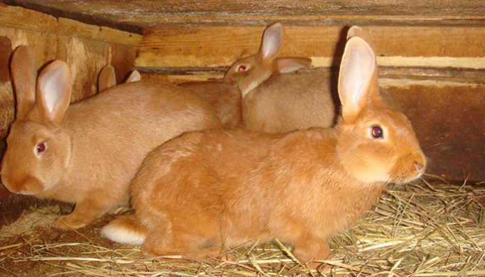 Как откормить кролика на мясо в домашних условиях