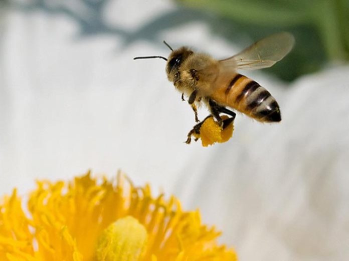Как собирают нектар пчелы