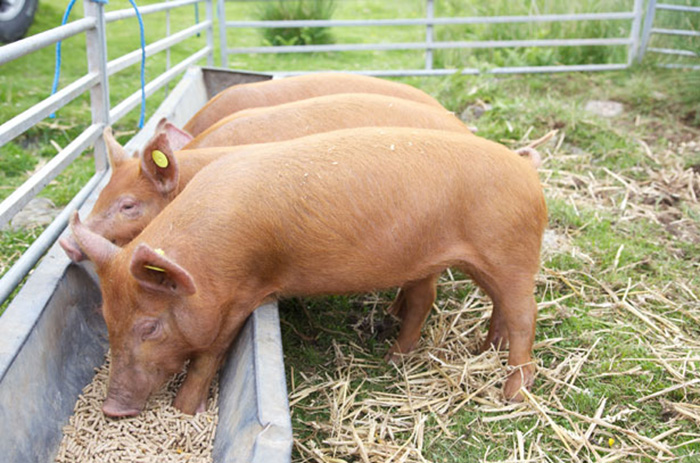 Как подобрать правильный рацион кормления свиньям