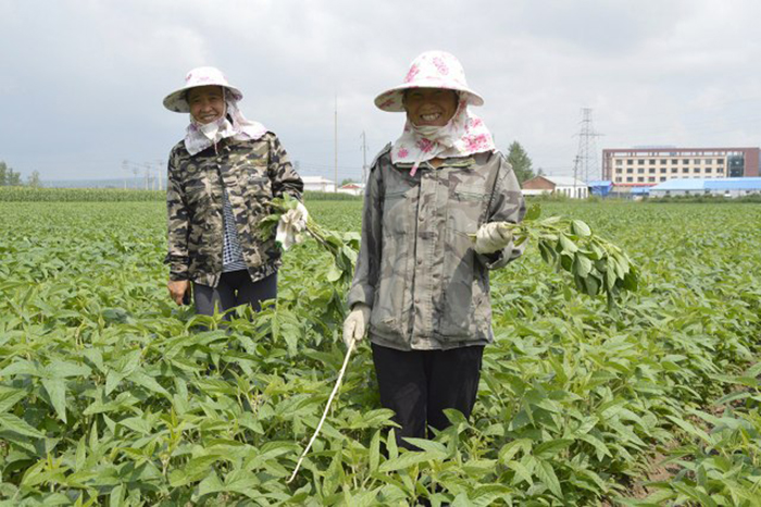 Китайские фермеры могут получить российские дальневосточные гектары