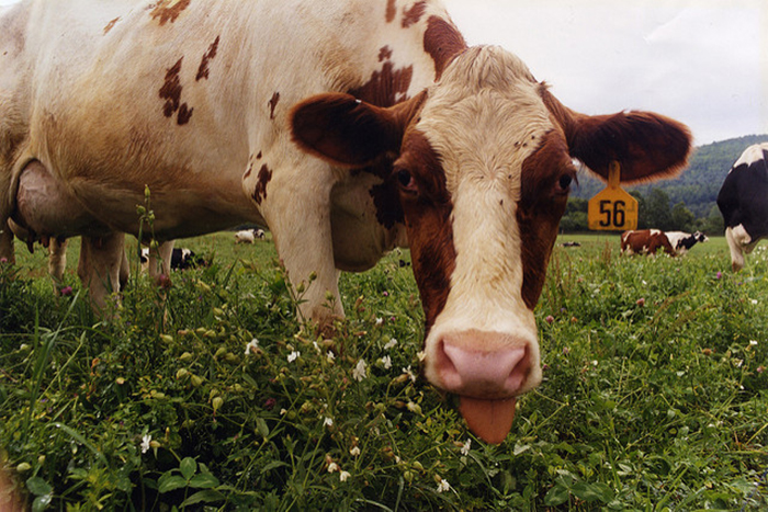Лечение работы ЖКТ у коров