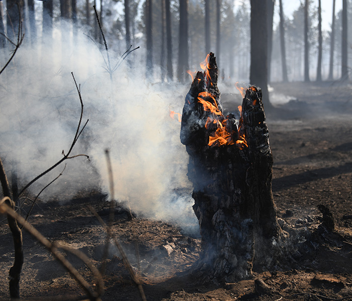 Лесные пожары охватили Россию