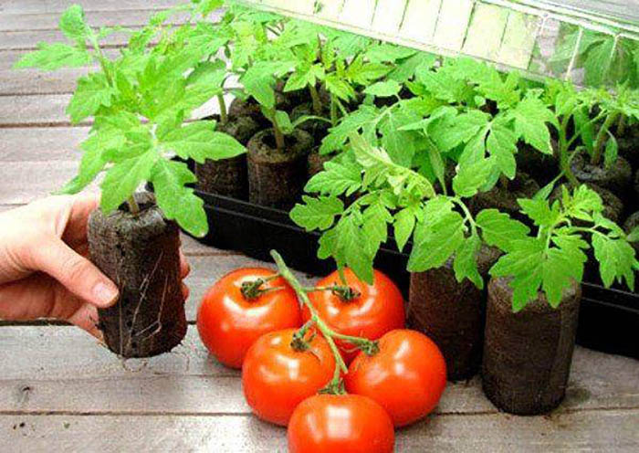 Майские дни – лучшее время для высадки рассады томатов в открытый грунт