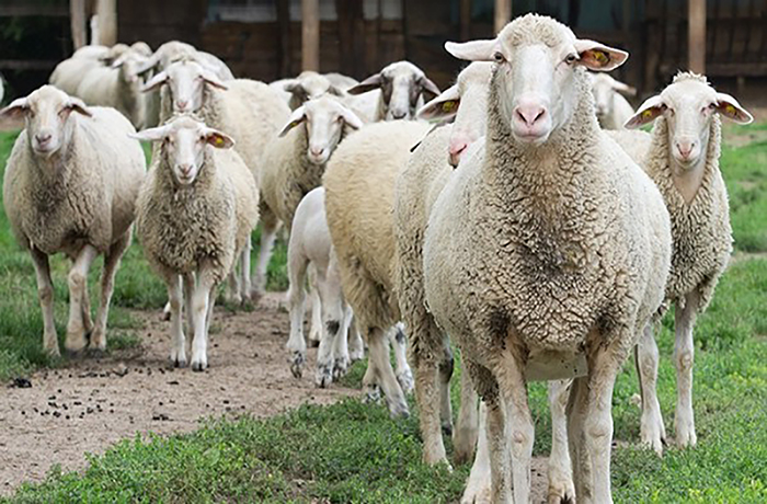 Методы разведения овец