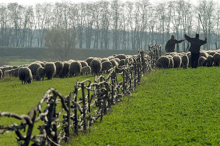 Минсельхоз сформирует стратегию развития овцеводства в России