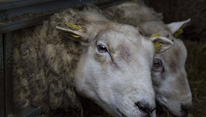 На предприятии в Оренбургском районе обманывали животноводов