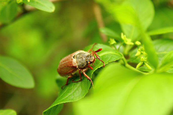 Надо ли бояться майского жука