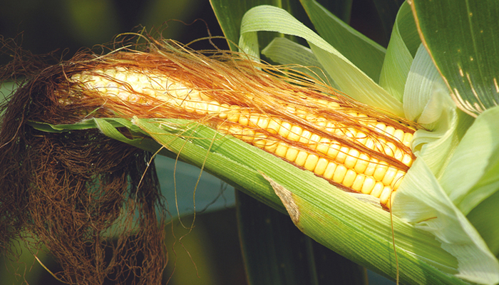 Новая трансгенная кукуруза Чем нас кормят химические концерны