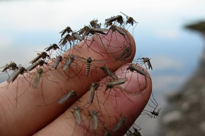 Почему комары кого-то кусают чаще а кого-то реже