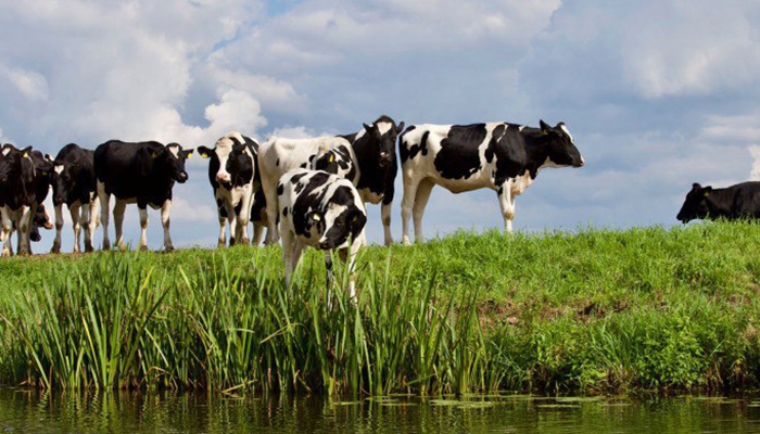 Поголовье коров в РФ в I квартале 2019 года незначительно снизилось