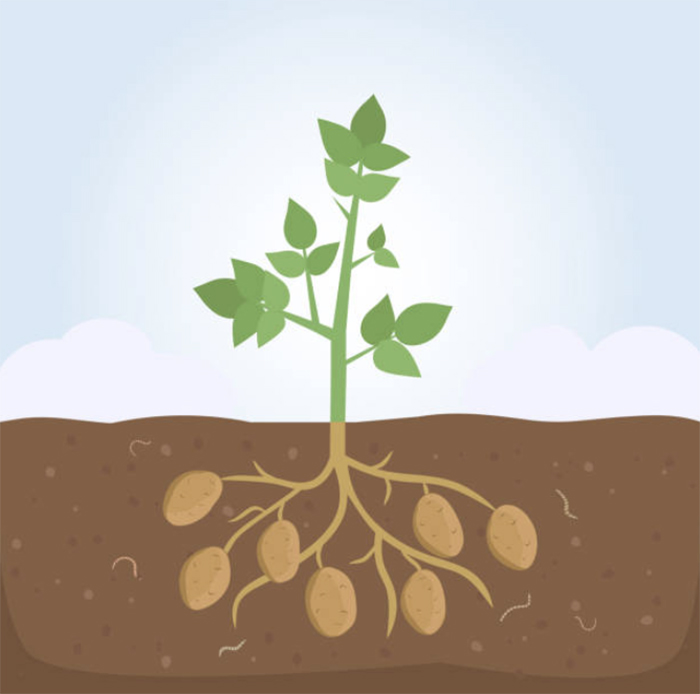 Пять методов посадки картофеля