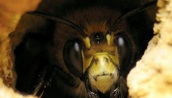 Разновидности пчел