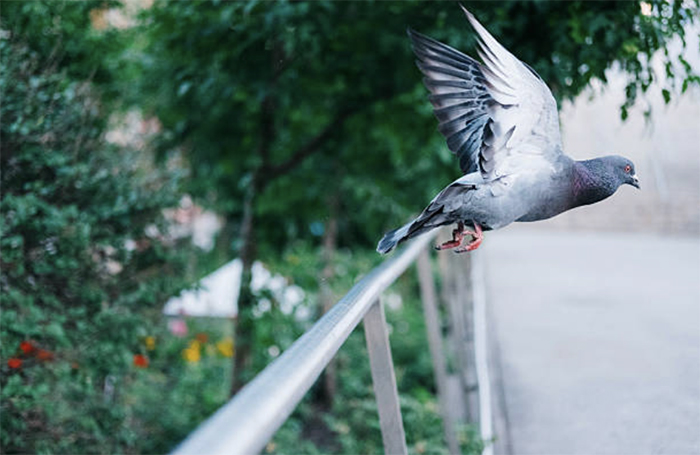 Разрыв связок, отмирание пальцев ног и опухоль крыльев у спортивных голубей