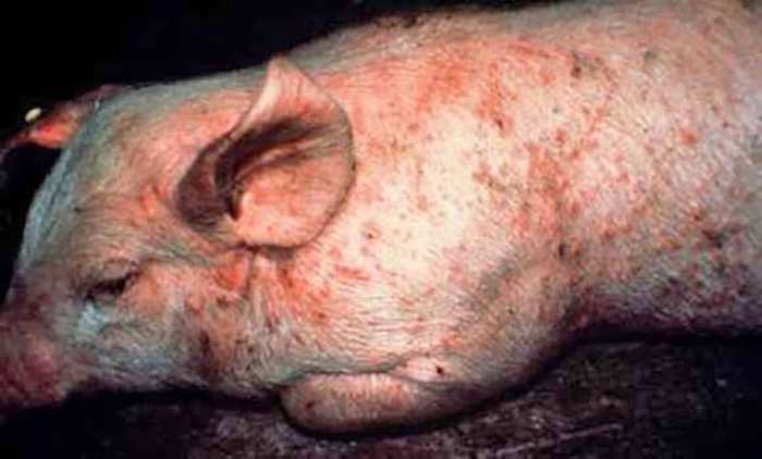 Рожистое воспаление свиней