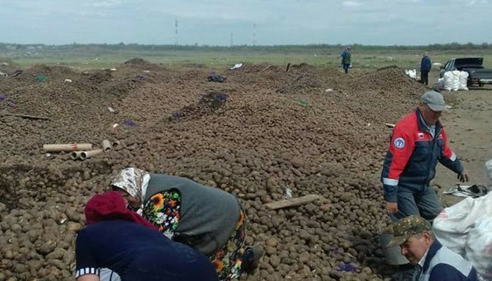 Щедрая душа! 50 тонн картошки кто-то выкинул в поле у села Кардаилово