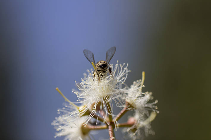 Сокращение популяции пчел представляет угрозу для глобальной продовольственной безопасности и питания