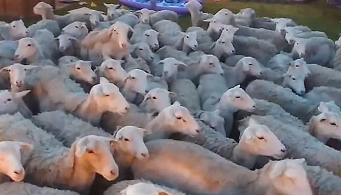 Сотни овец оккупировали двор гостеприимного американца