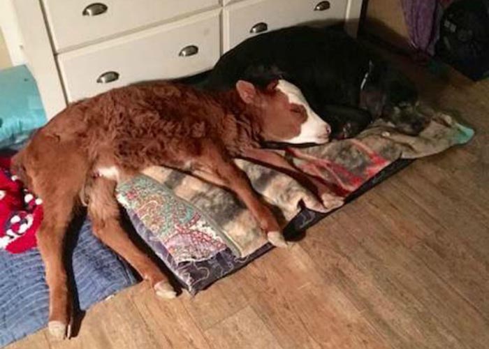 Спасенный теленок считает собак своими собратьями