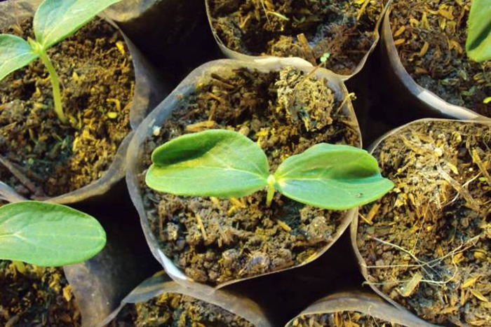 Сроки посева семян огурцов на рассаду в Подмосковье подскажет лунный календарь
