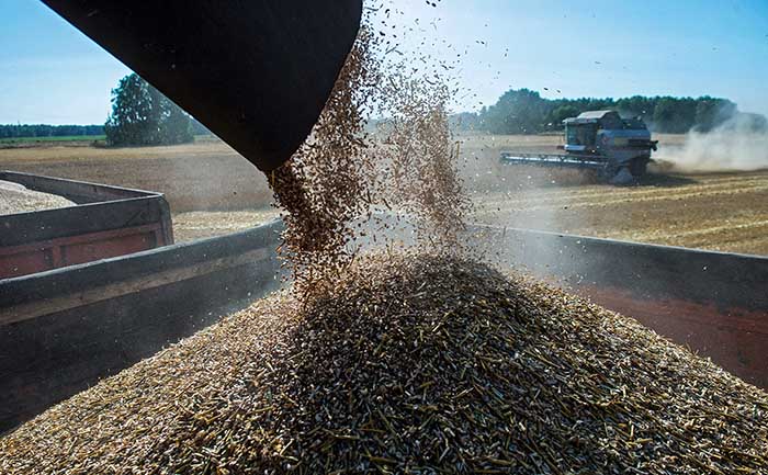 Трансграничная пшеница: что не так с российским продуктовым экспортом